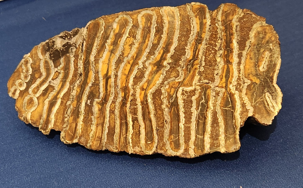 Mammoth Tooth Section